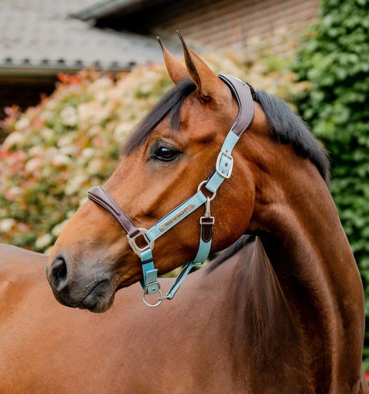 Licol Signature Competition Headcollar - Horseware