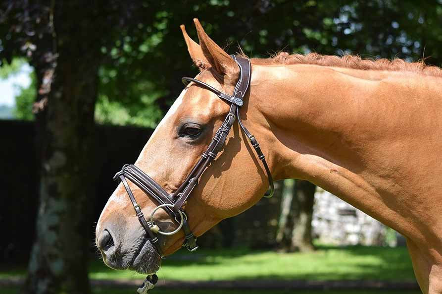 Bridle Friday, Wochenkollektion - Jump'in