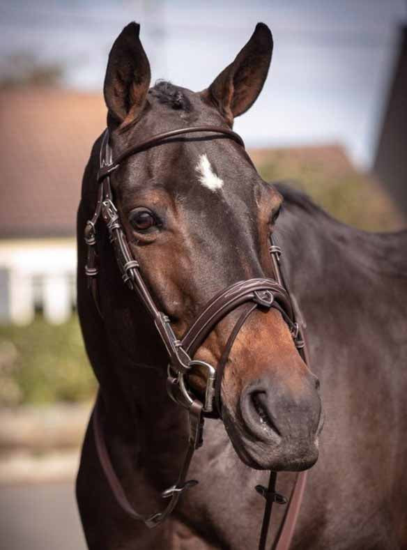 Bridle Friday, Wochenkollektion - Jump'in